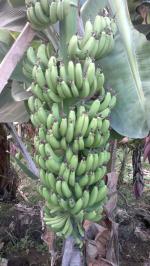 Банановая пальма